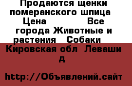 Продаются щенки померанского шпица › Цена ­ 45 000 - Все города Животные и растения » Собаки   . Кировская обл.,Леваши д.